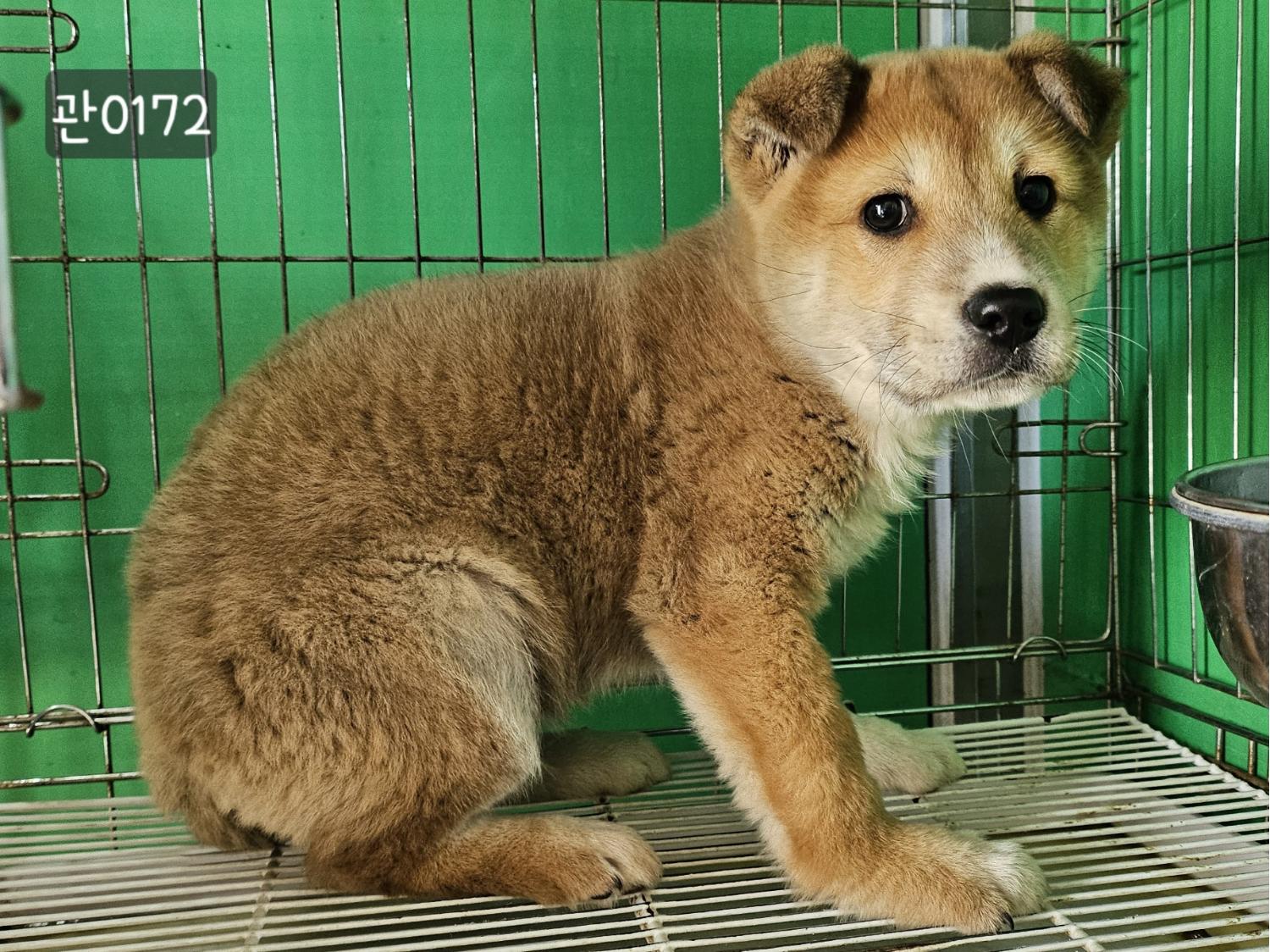 고양시동물보호센터_441394202400172